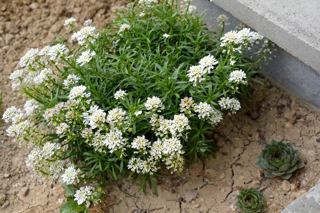 Permarinus Apartments بودْسْتغانا المظهر الخارجي الصورة